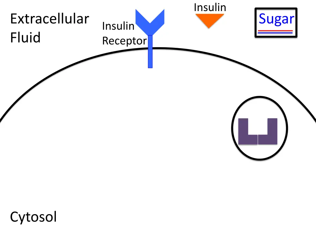 insulin