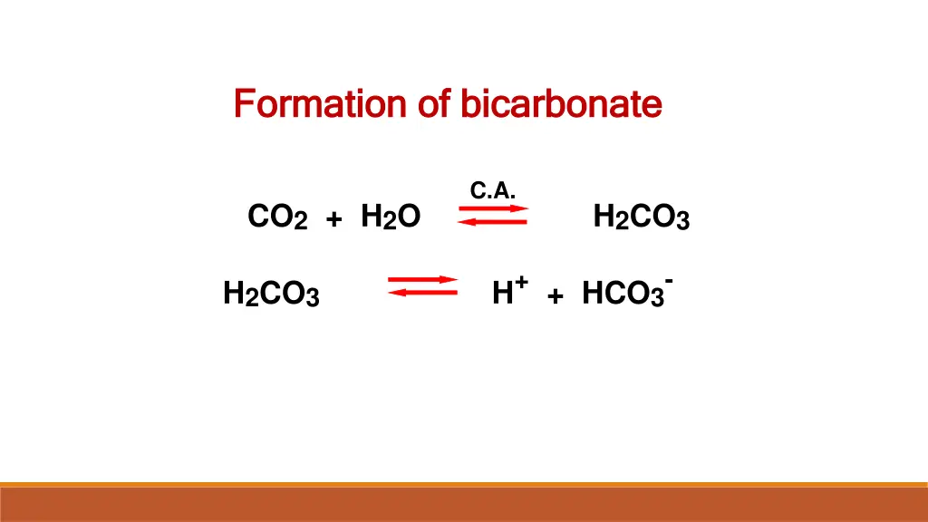 formation of bicarbonate formation of bicarbonate