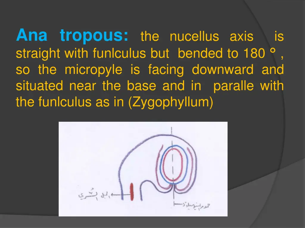 ana tropous the nucellus axis is straight with