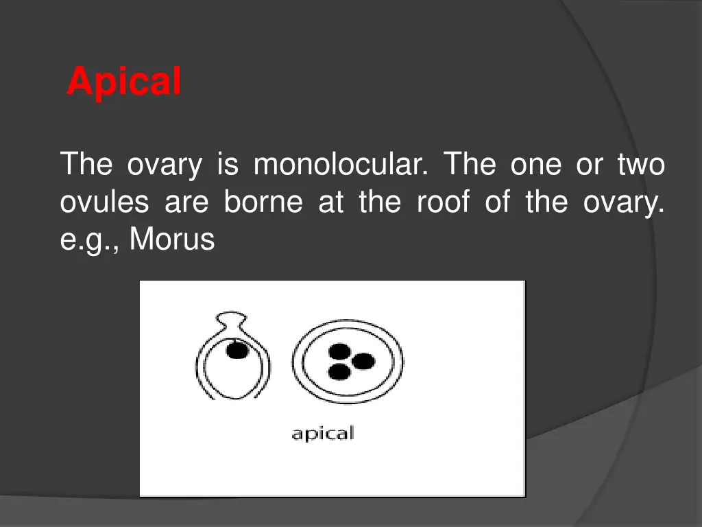 apical