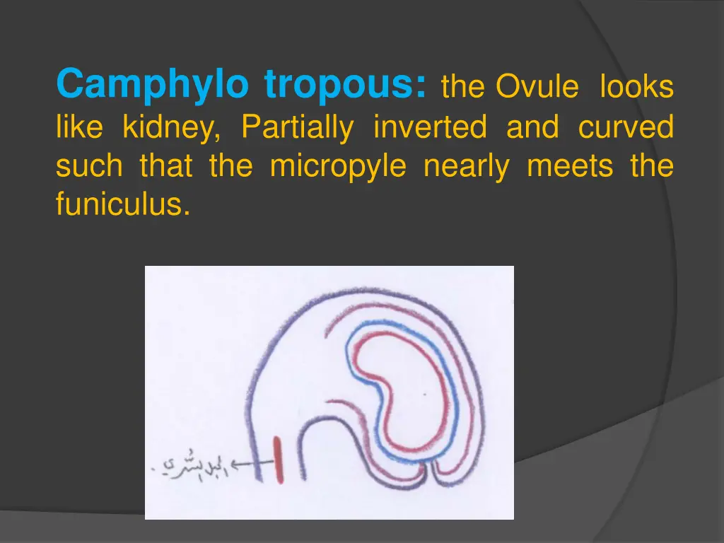camphylo tropous the ovule looks like kidney