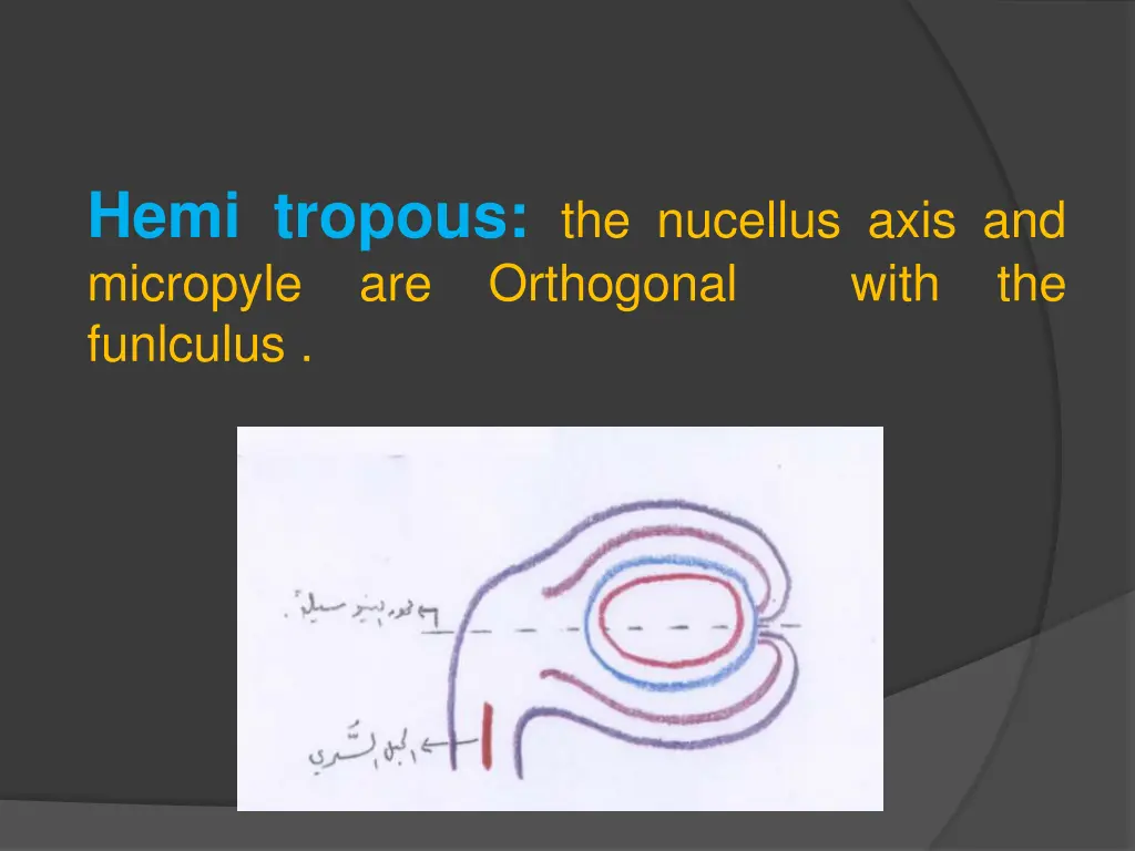 hemi tropous the nucellus axis and micropyle