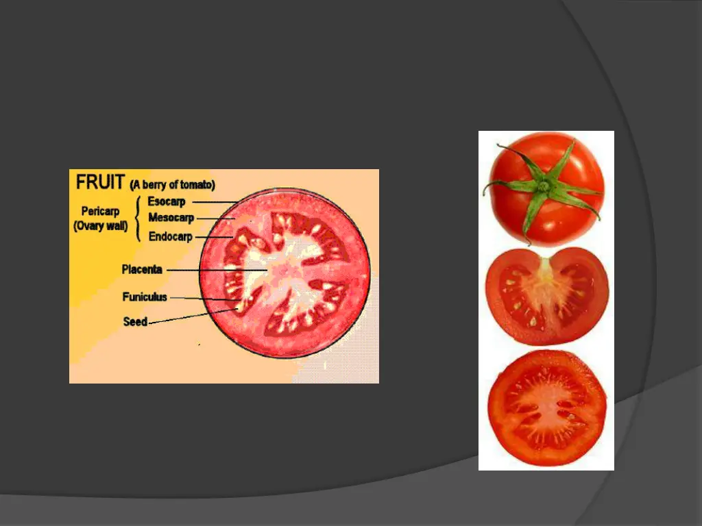 http de academic ru pictures dewiki 49 140px