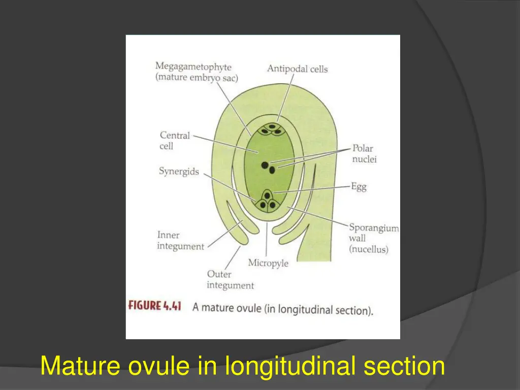 mature ovule in longitudinal section