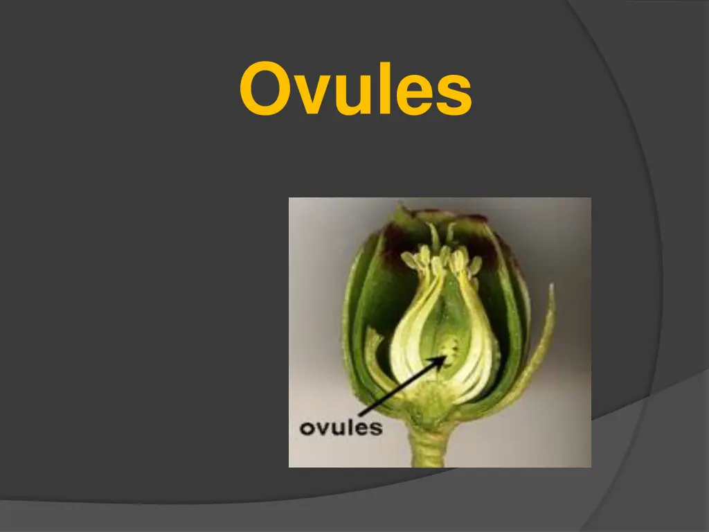 ovules