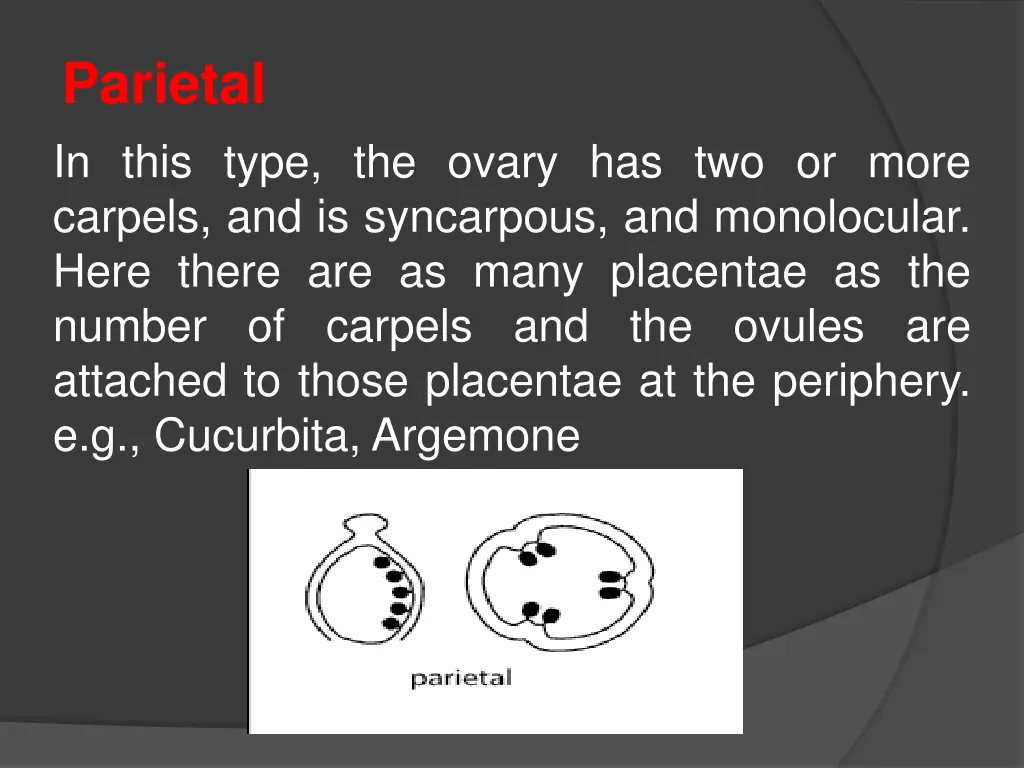 parietal in this type the ovary has two or more