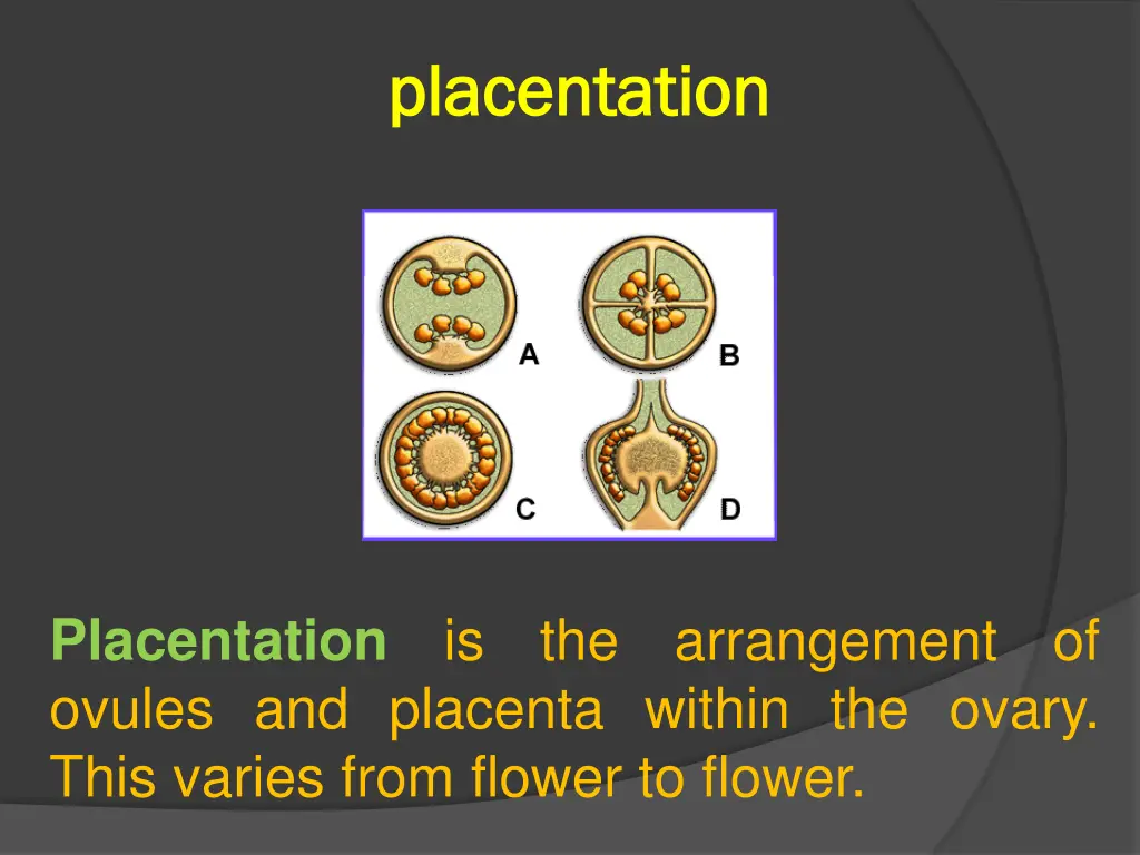 placentation placentation