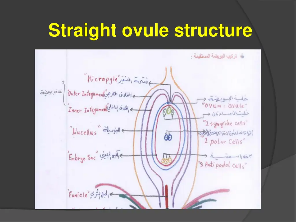 straight ovule structure