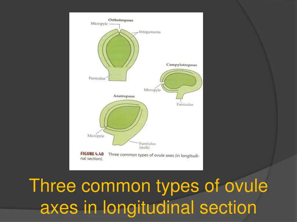 three common types of ovule axes in longitudinal