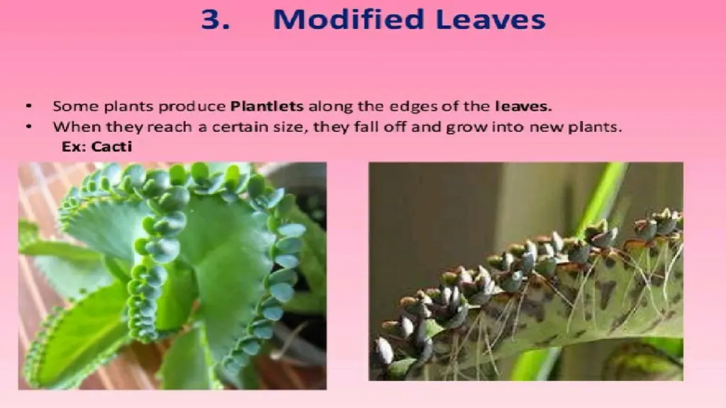 slide15