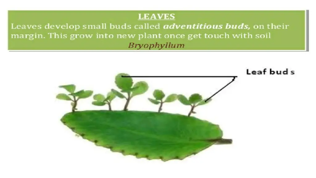 slide16