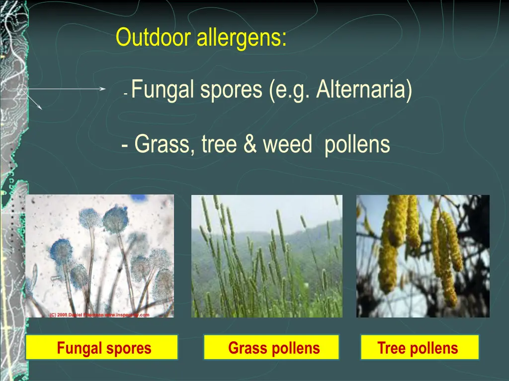 outdoor allergens