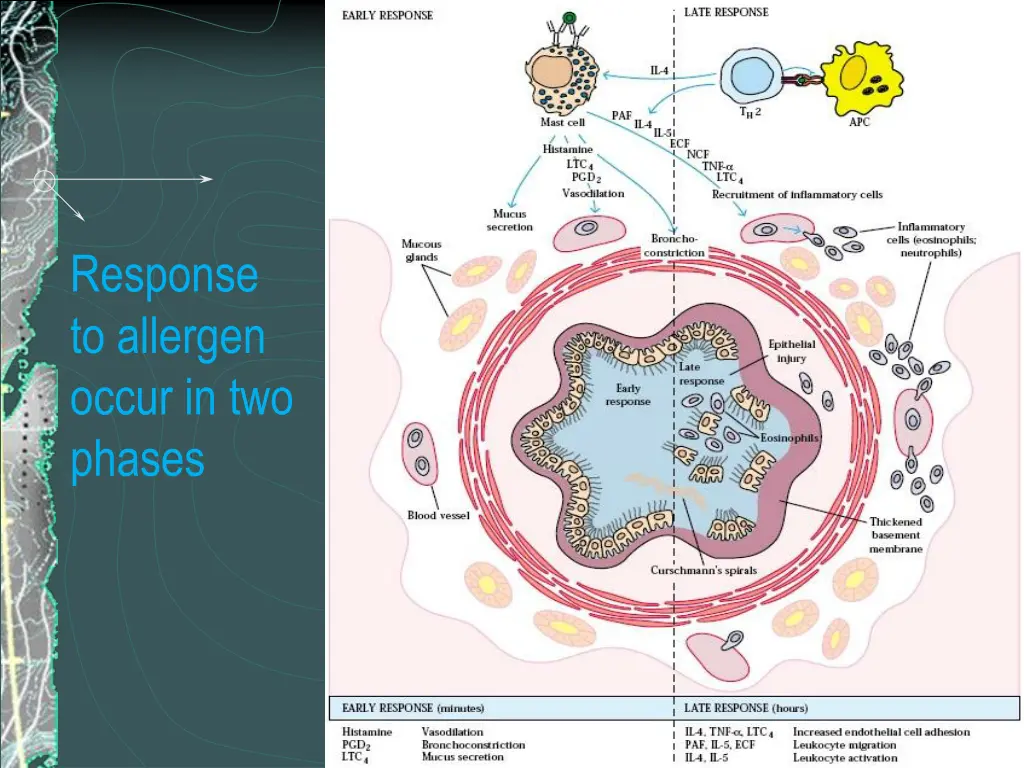 response to allergen occur in two phases