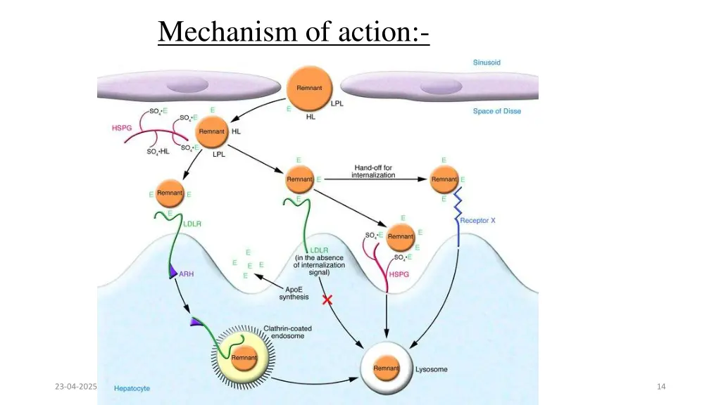 mechanism of action