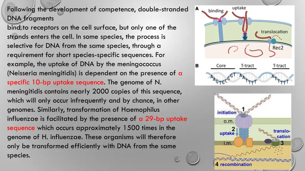 following the development of competence double