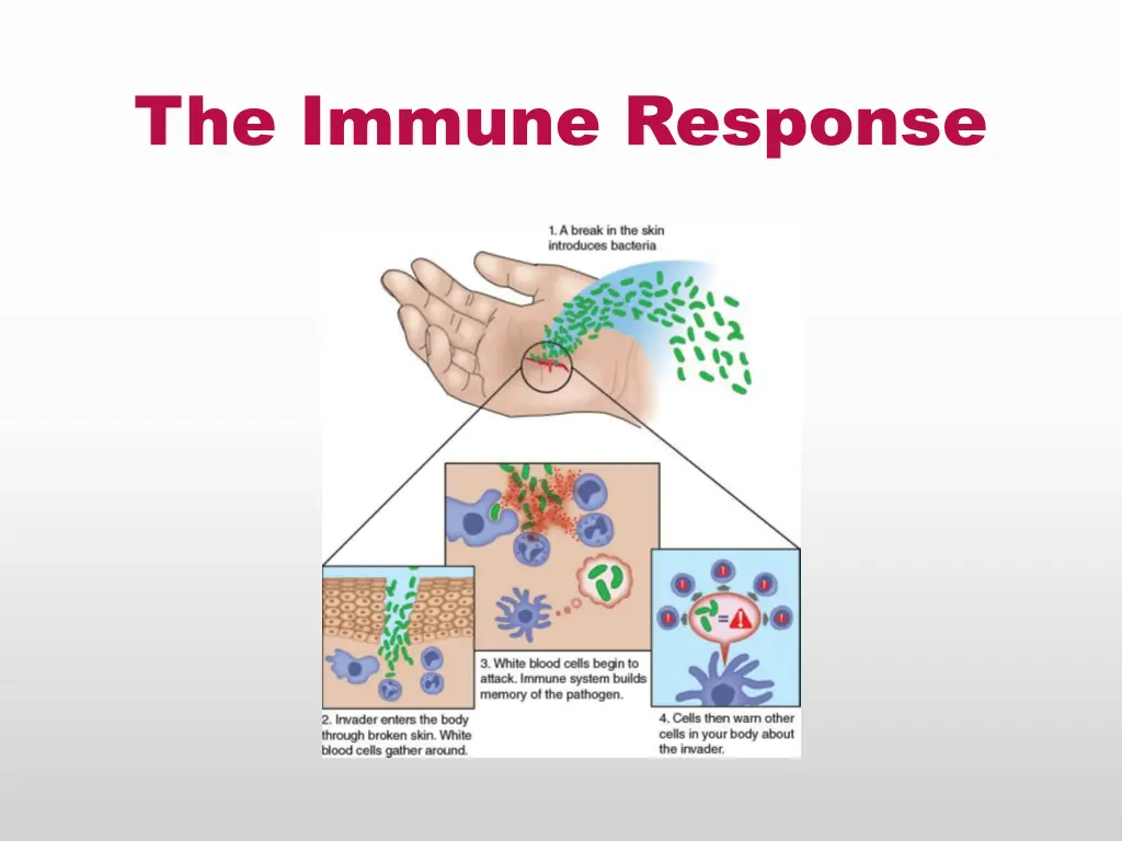 the immune response