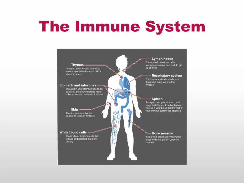the immune system