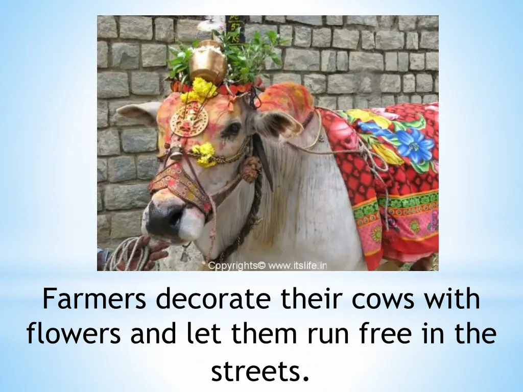 farmers decorate their cows with flowers