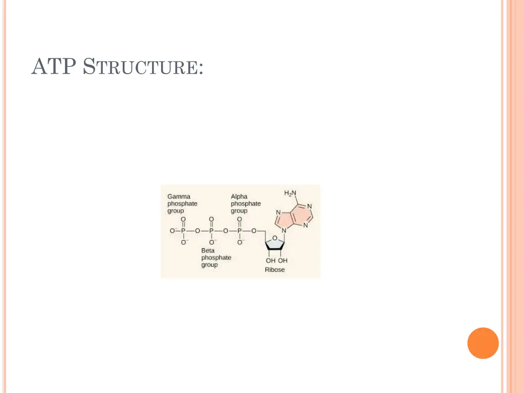 atp s tructure