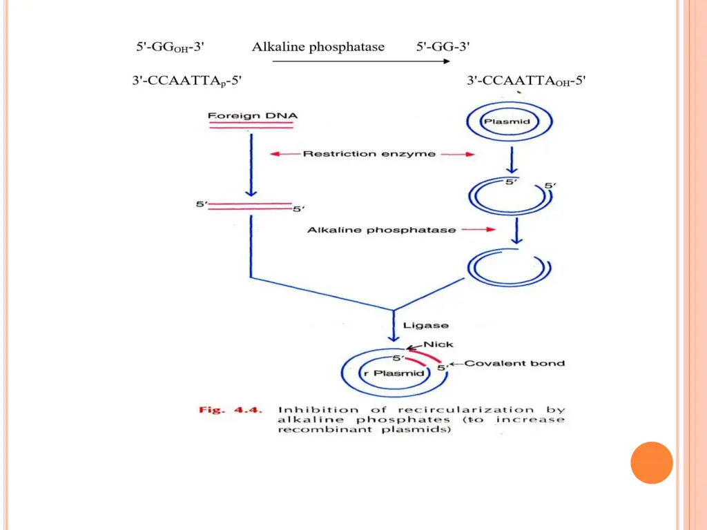 slide21