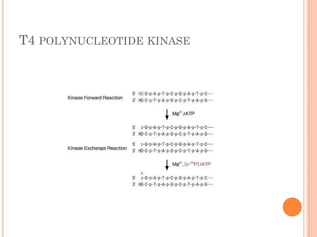 t4 polynucleotide kinase