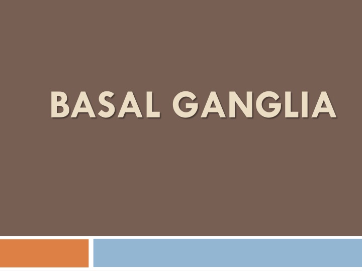 basal ganglia