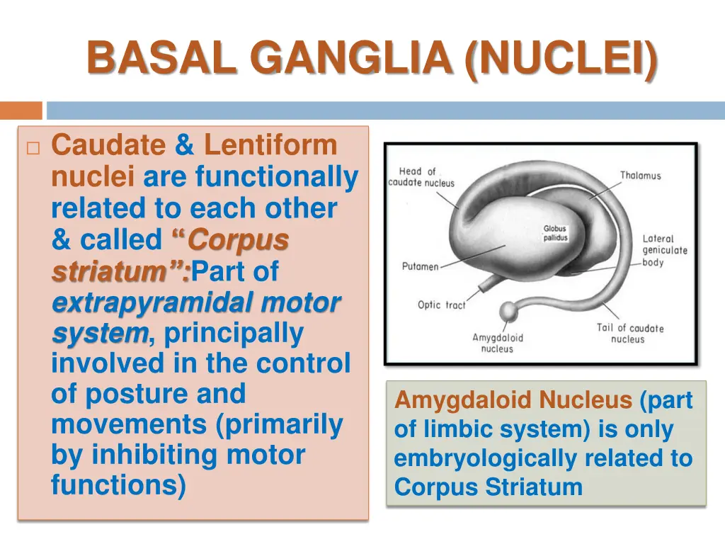 basal ganglia nuclei 1