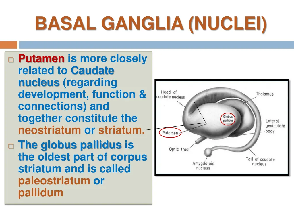 basal ganglia nuclei 2