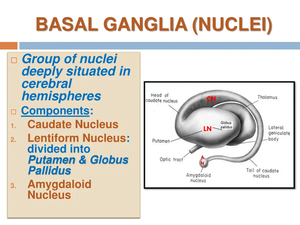 basal ganglia nuclei