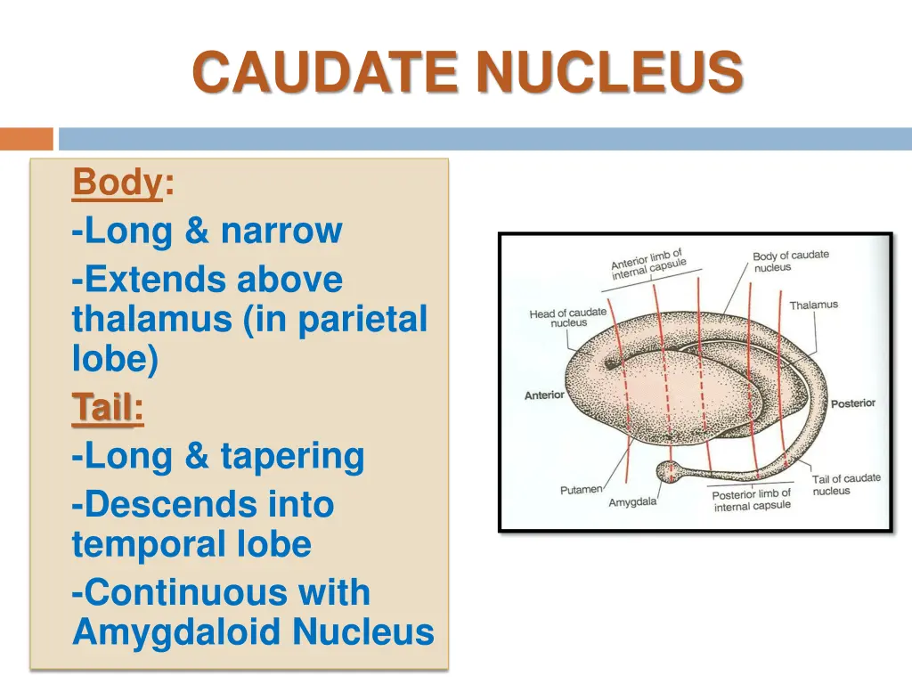 caudate nucleus 1