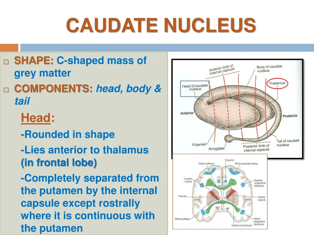 caudate nucleus