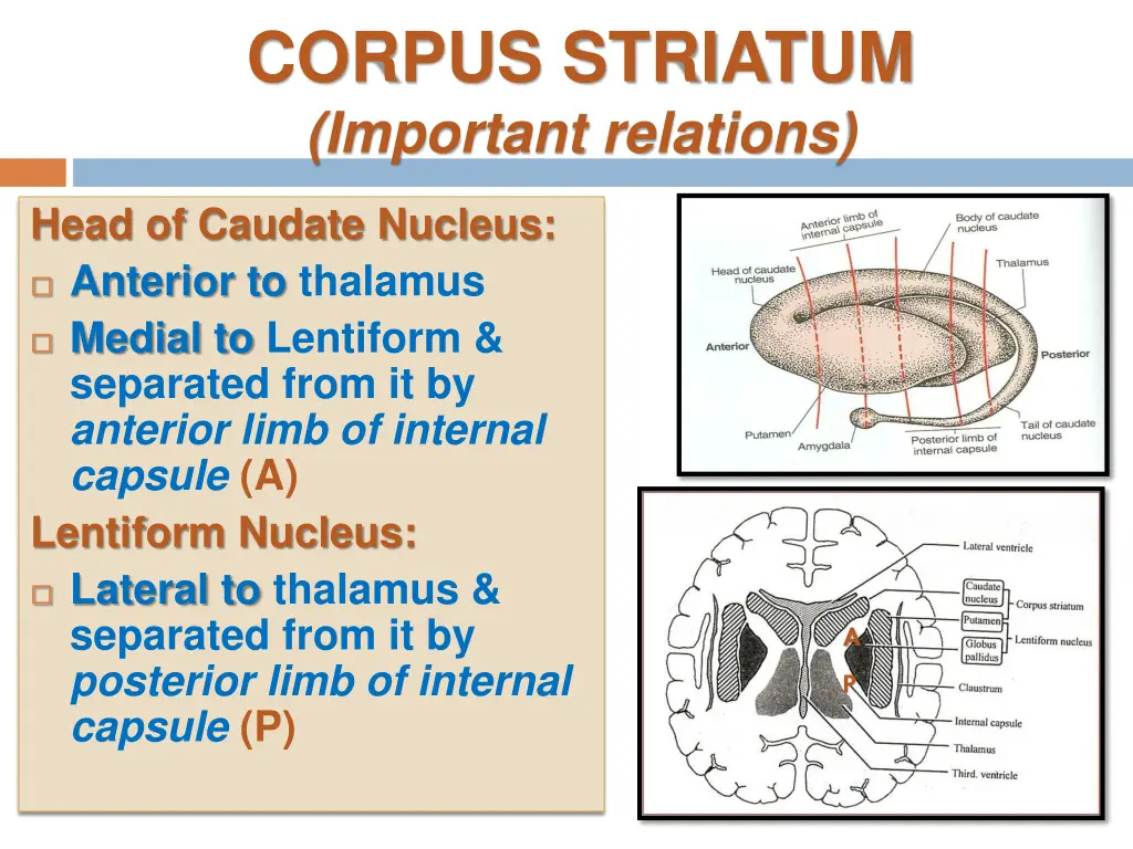 corpus striatum important relations