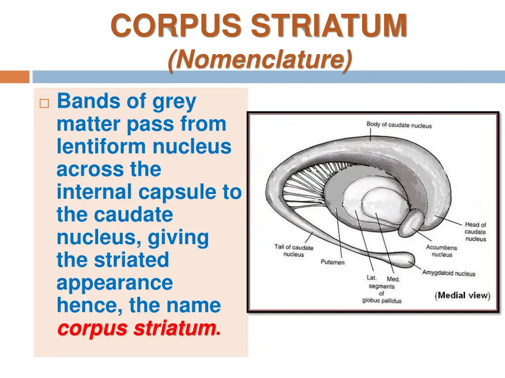 corpus striatum nomenclature