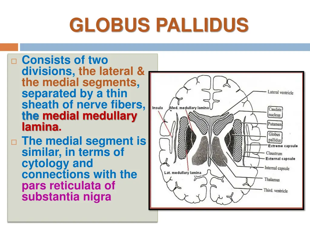 globus pallidus