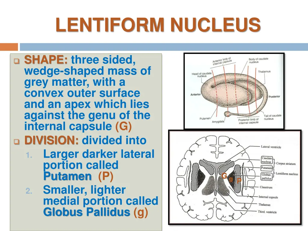 lentiform nucleus