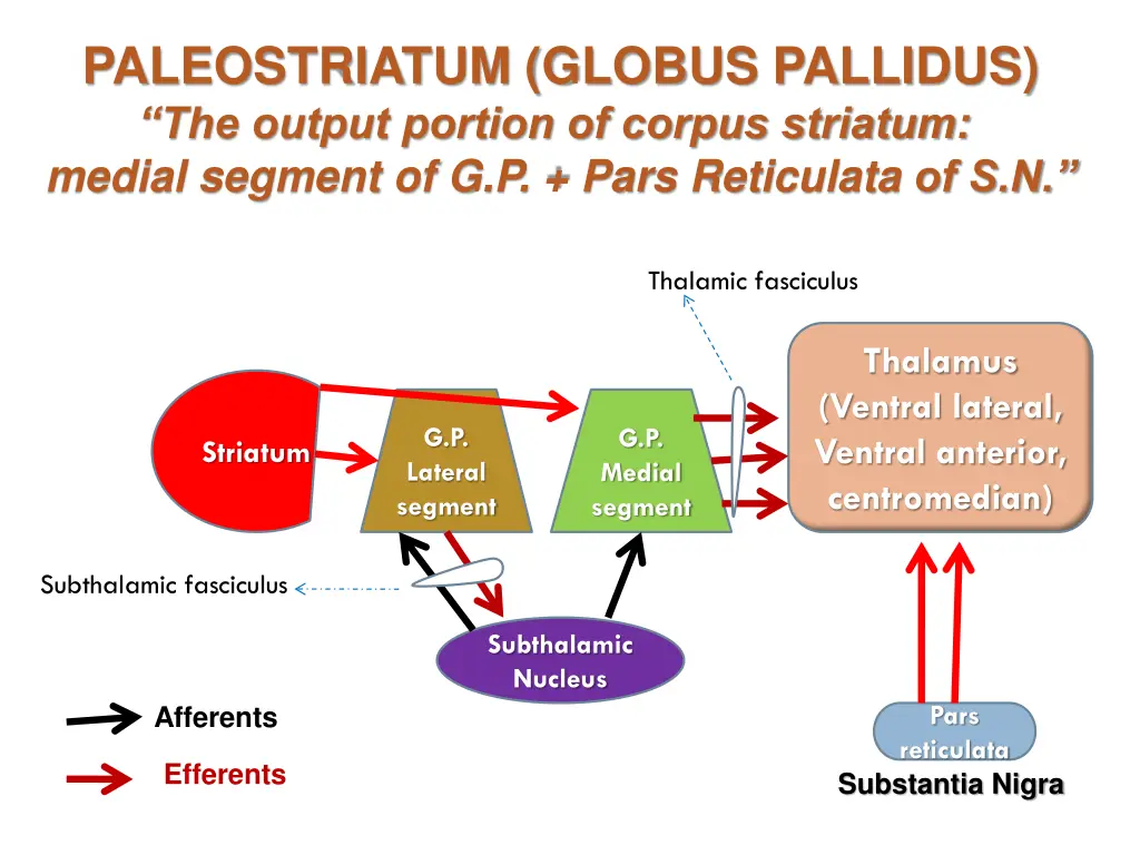 paleostriatum globus pallidus the output portion