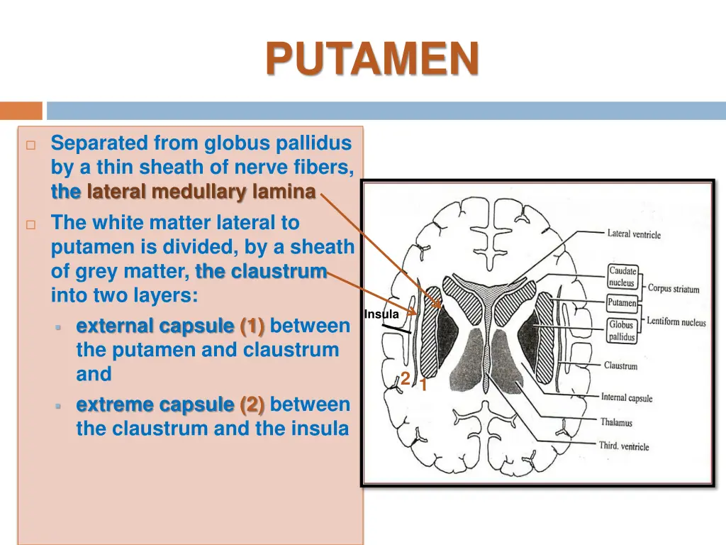putamen