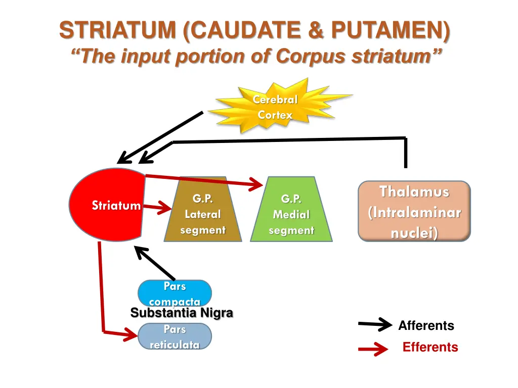 striatum caudate putamen the input portion