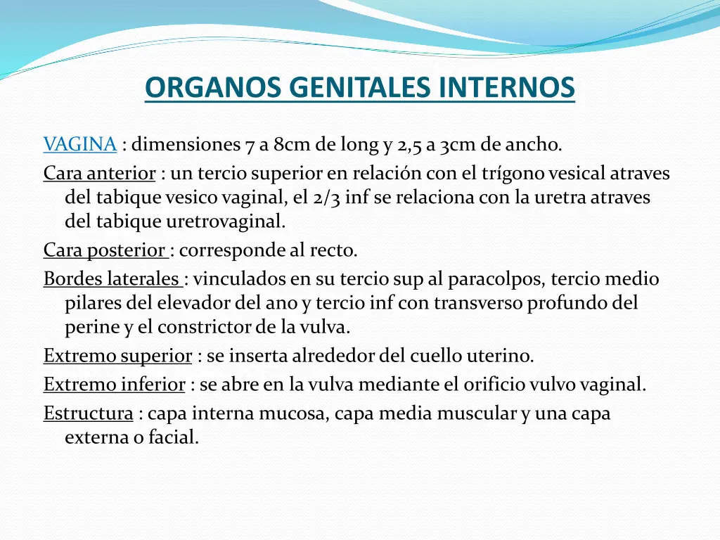 organos genitales internos