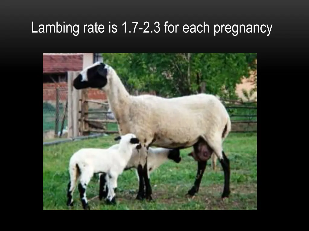lambing rate is 1 7 2 3 for each pregnancy