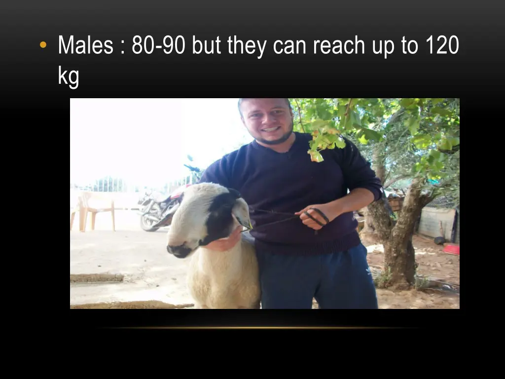 males 80 90 but they can reach up to 120 kg