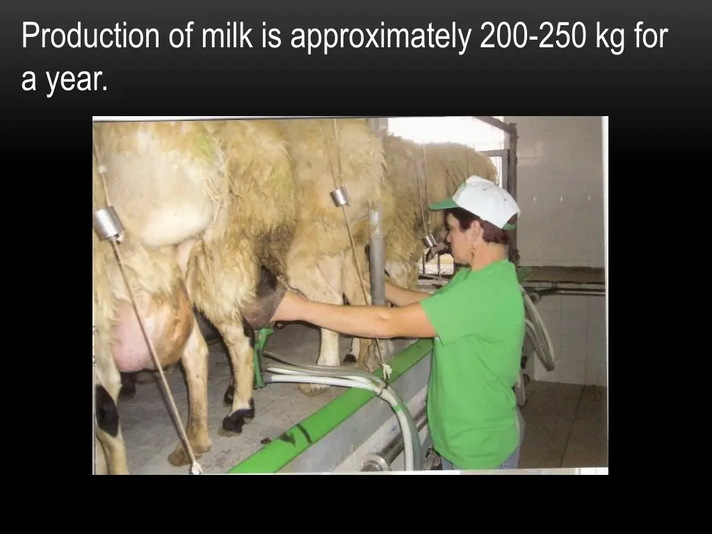 production of milk is approximately