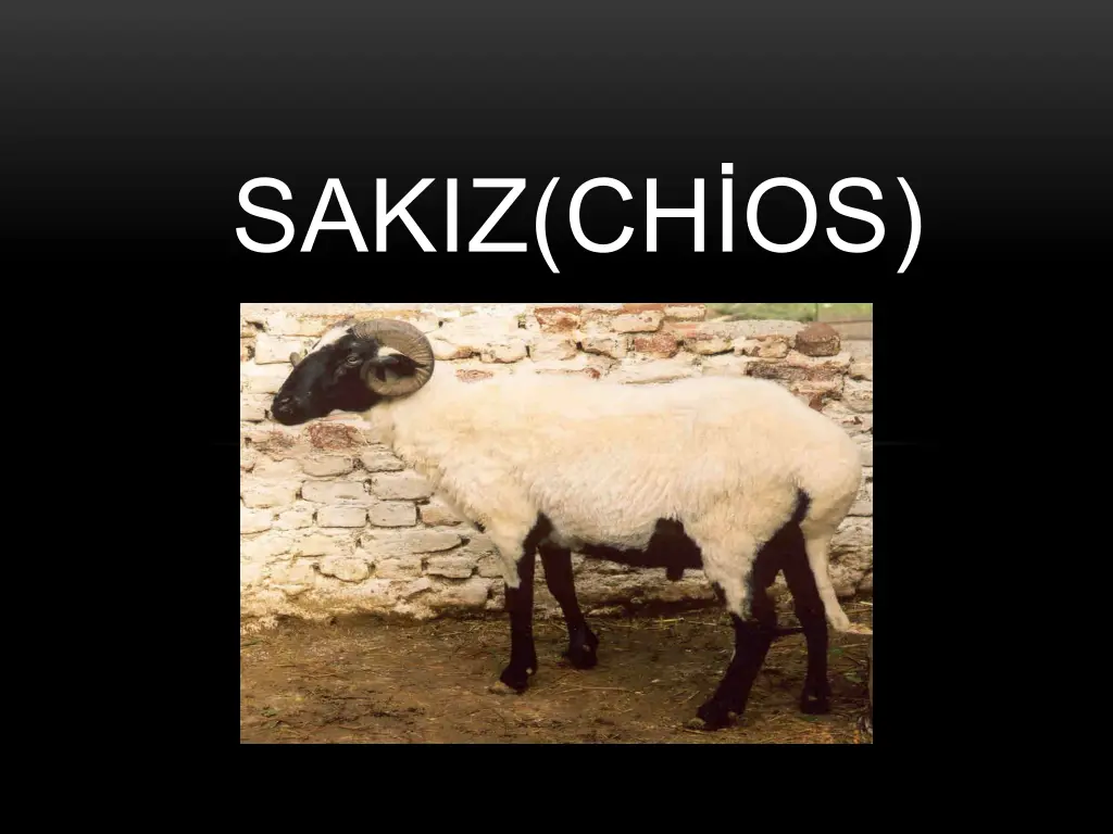 sakiz ch os