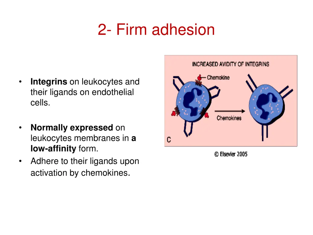 2 firm adhesion