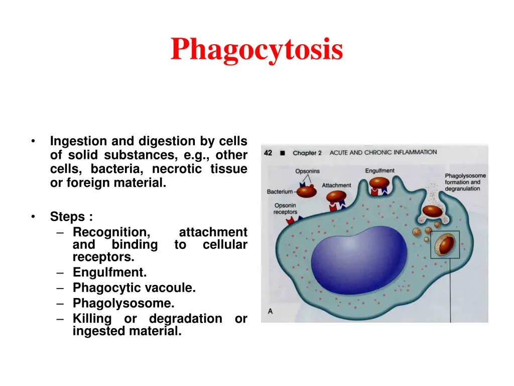 phagocytosis