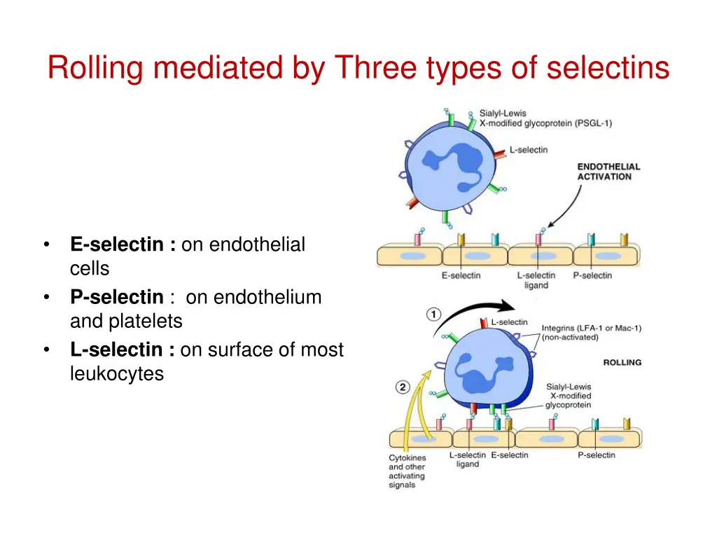 rolling mediated by three types of selectins