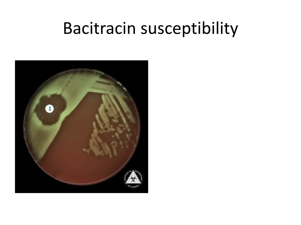 bacitracin susceptibility