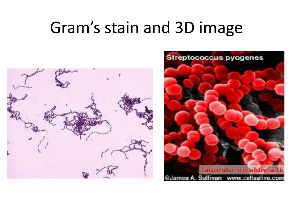 gram s stain and 3d image
