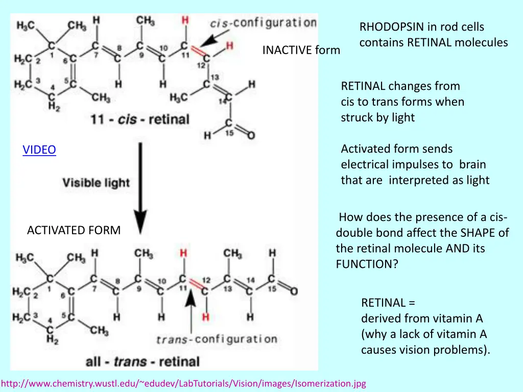 rhodopsin in rod cells contains retinal molecules