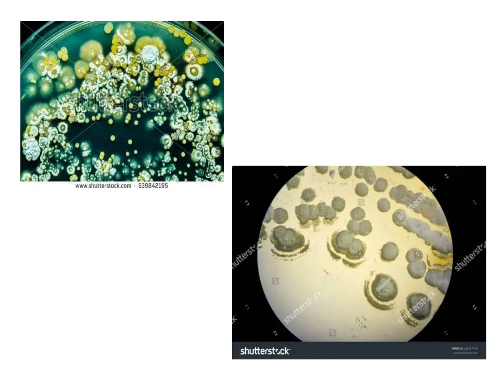 slide15